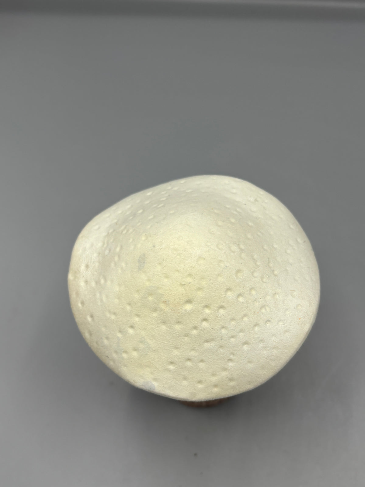 Harvest white flocked Mushroom